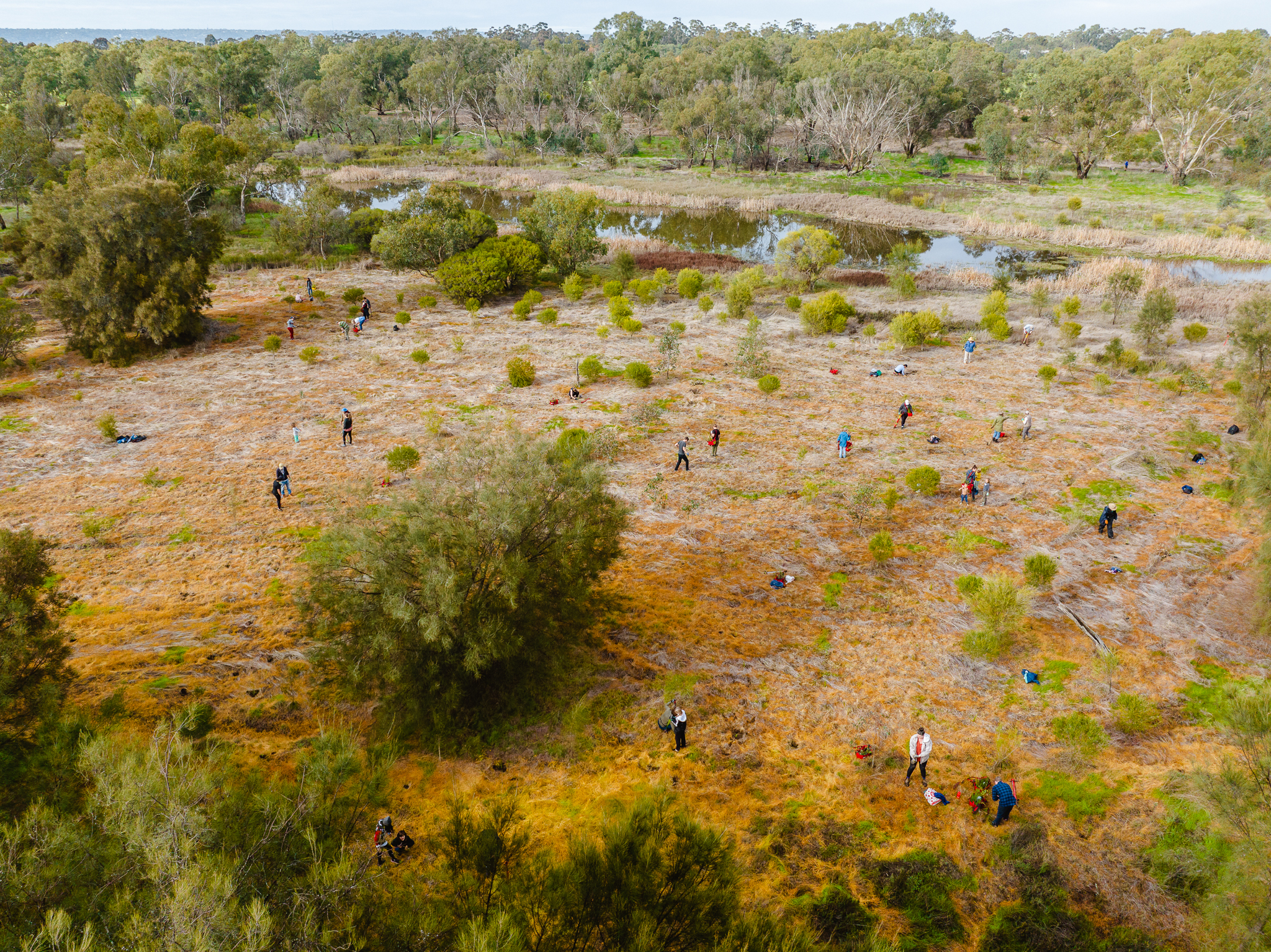 0099 TRILLIONTREES BASEIMAGERY