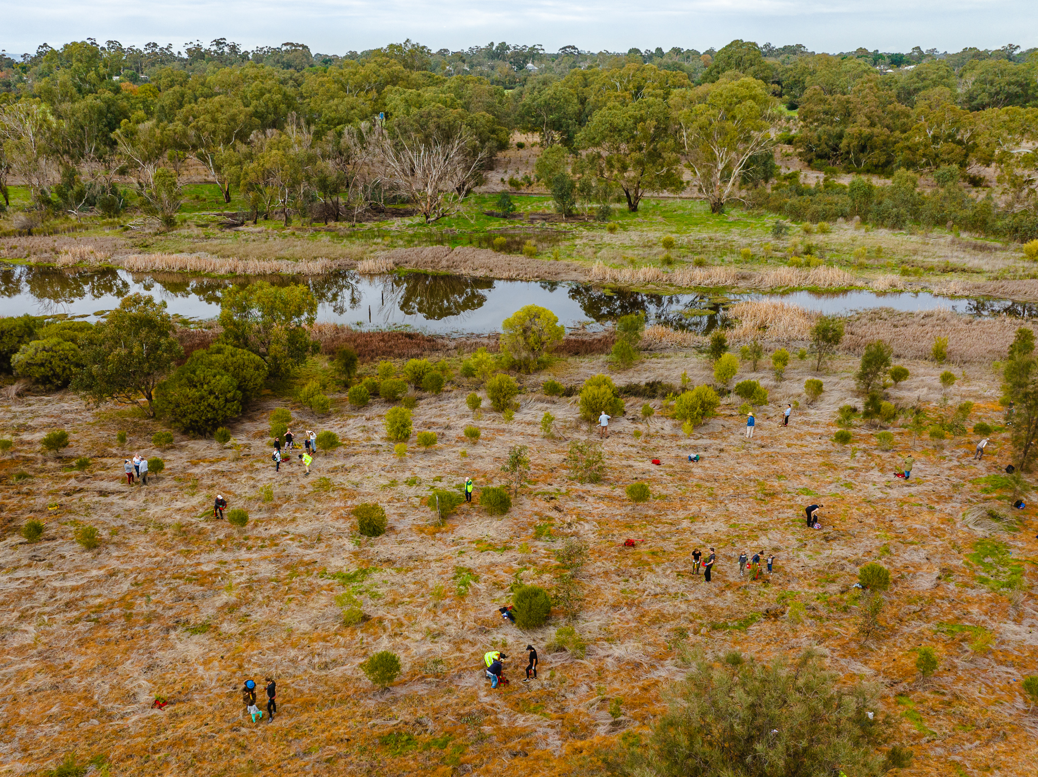 wetland mandoon