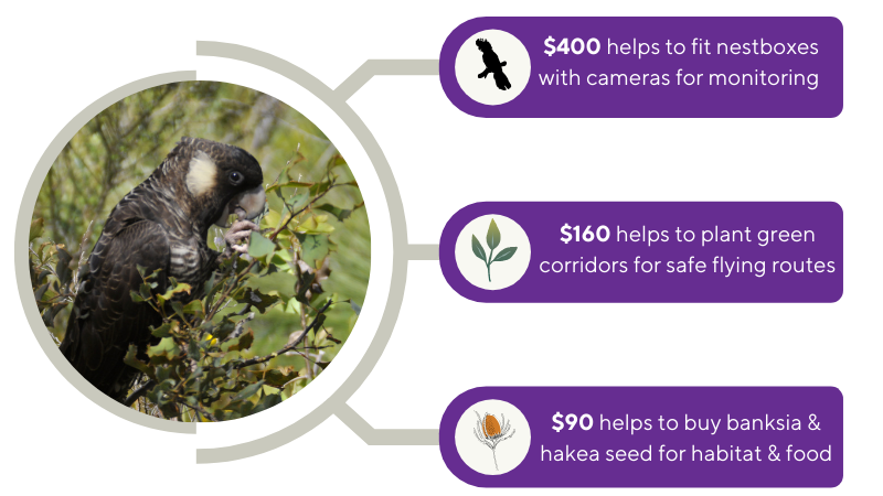 Black cockatoo graphic