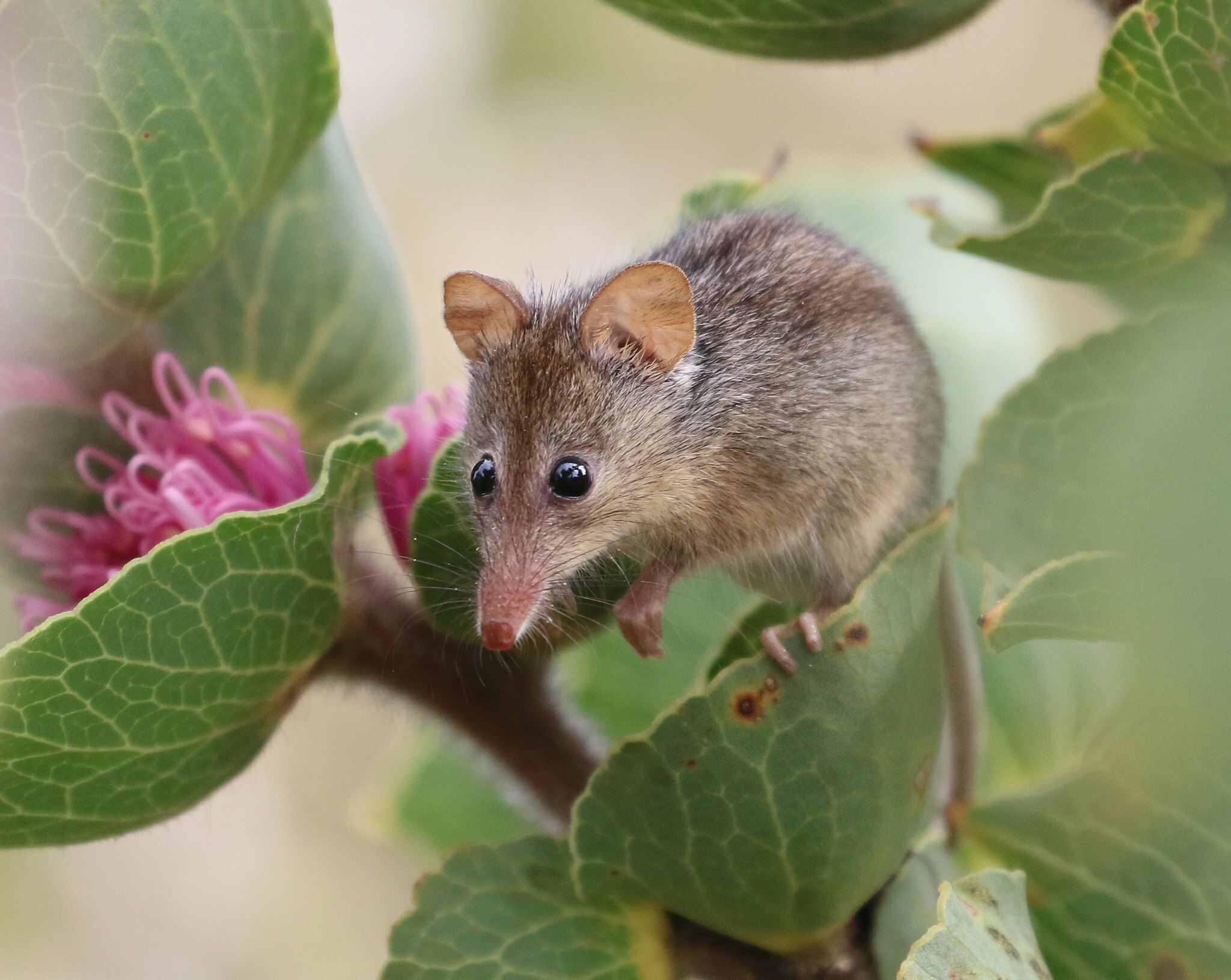 Honey possum in Banksia