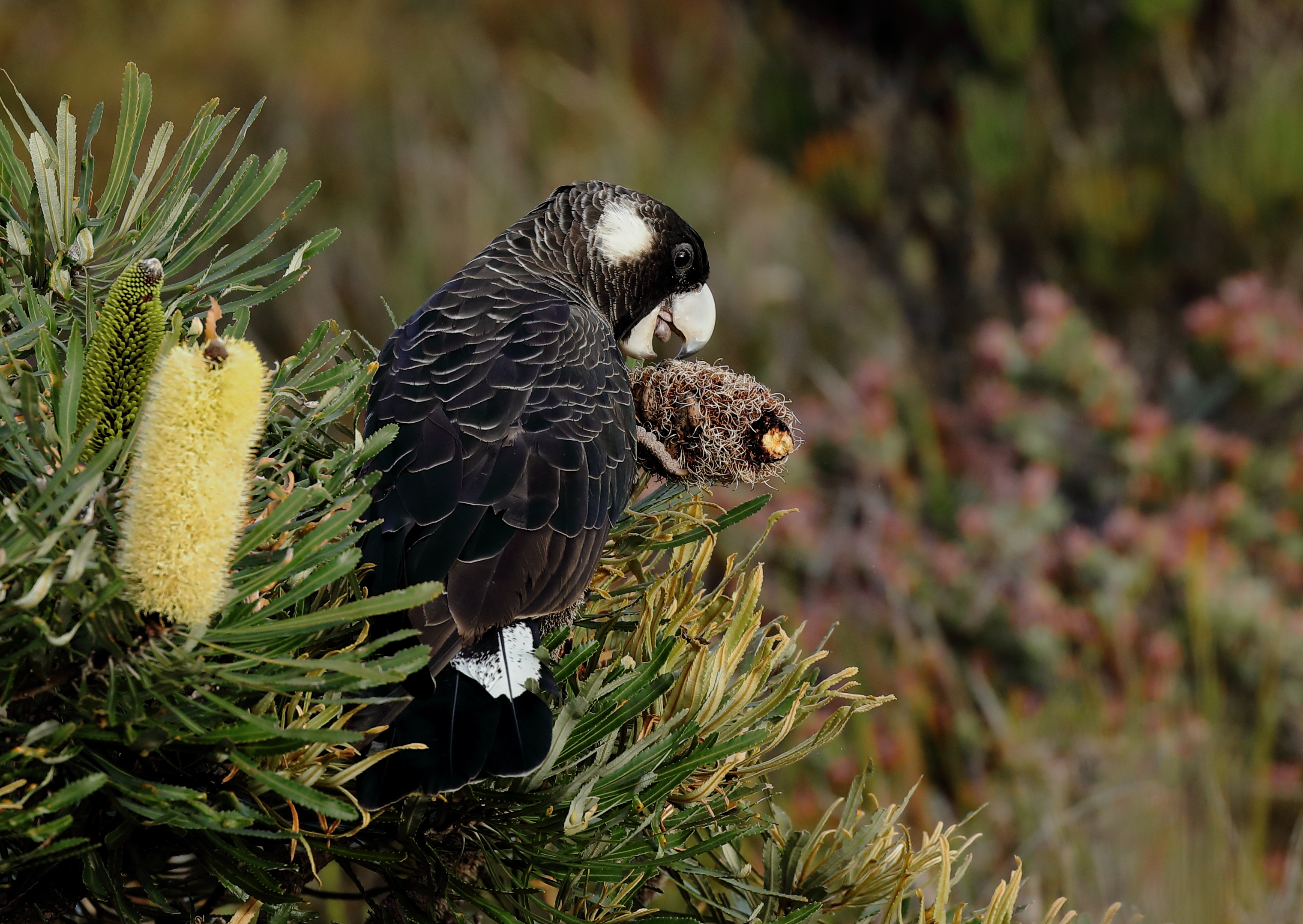 Carnaby's black cockatoo feeding on banksia