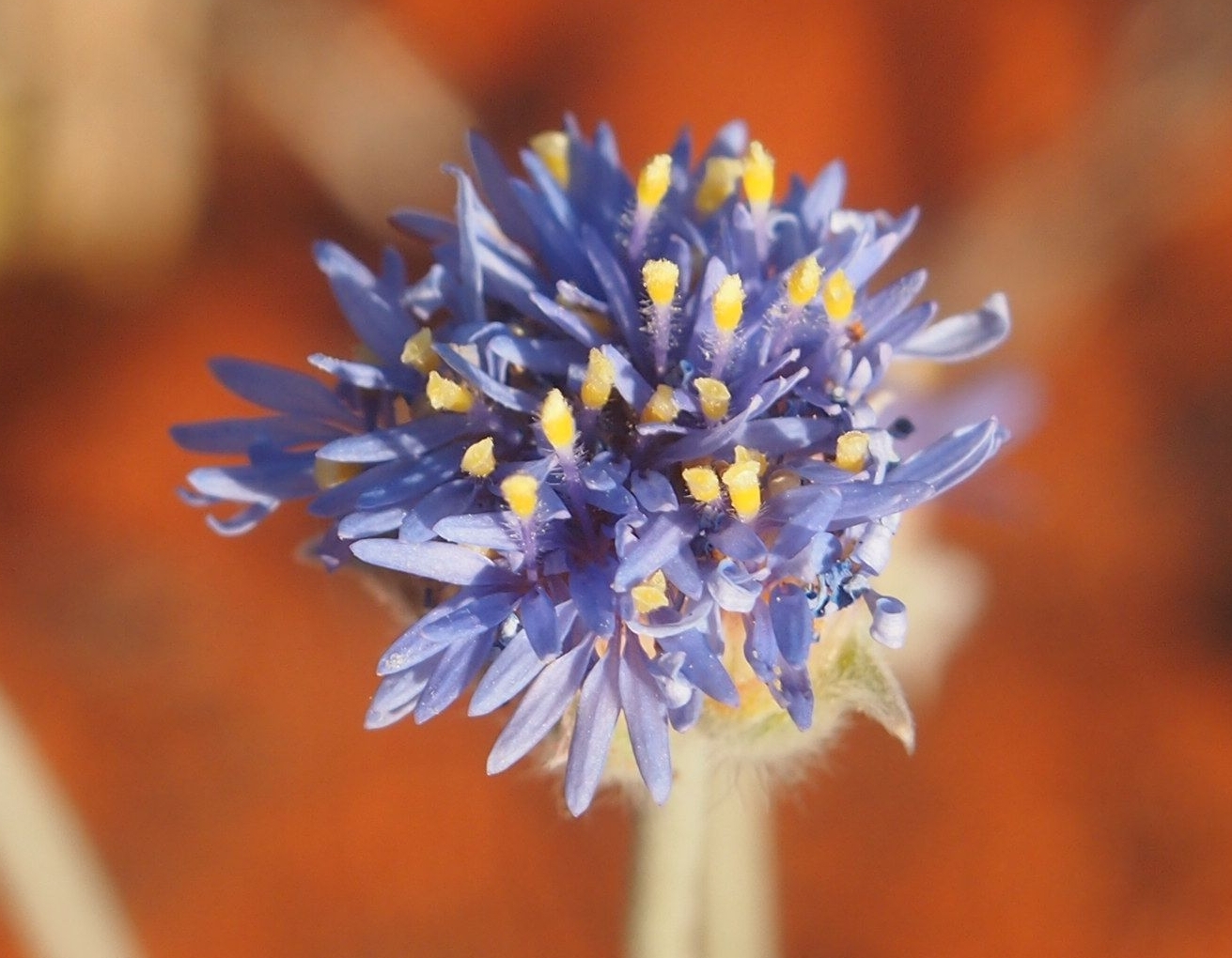 Brunonia flowers
