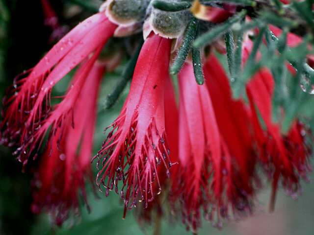 Calothamnus