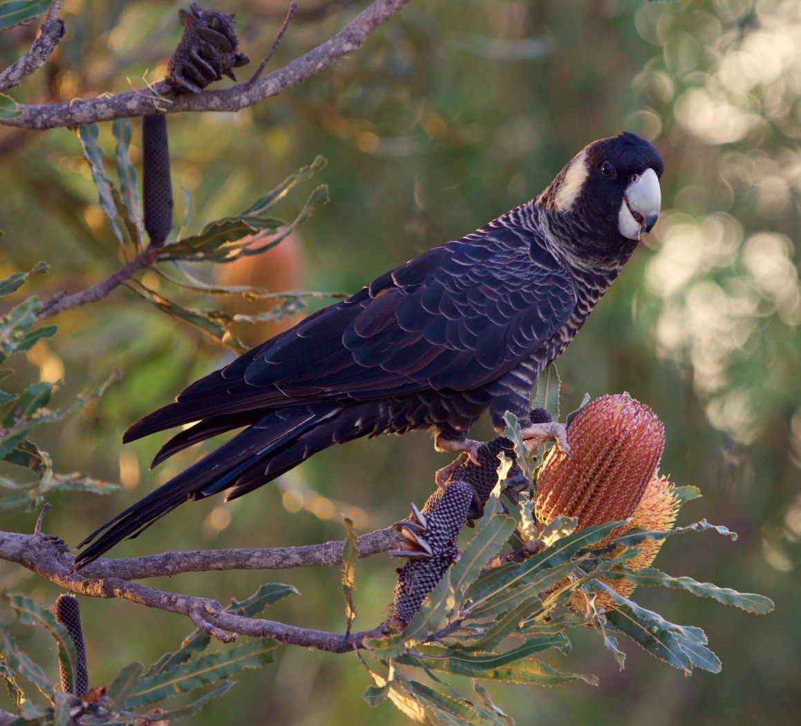 Carnabys Black Cockatoo C John Blakey 2016 birdlifephotography org au