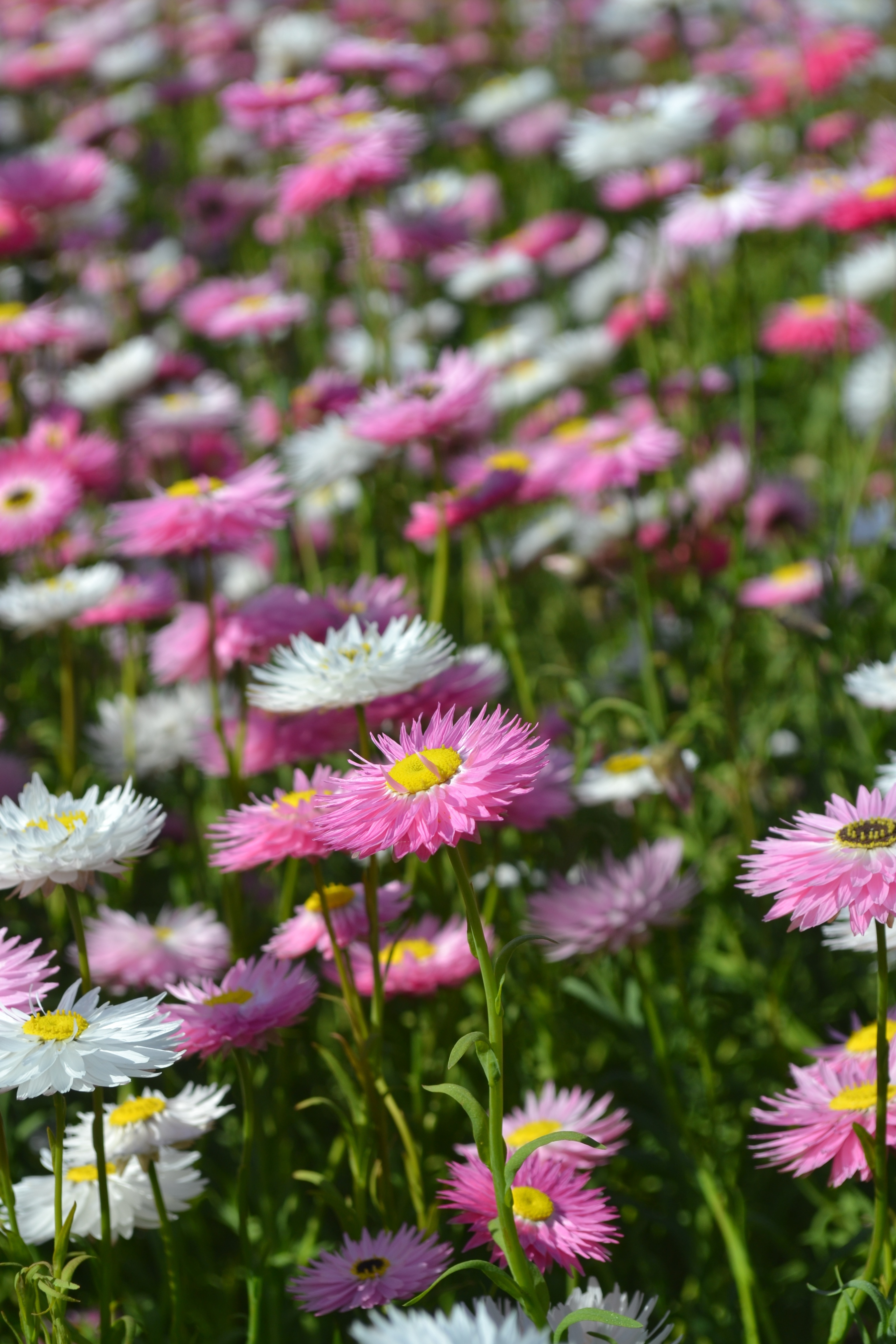 Everlasting daisy