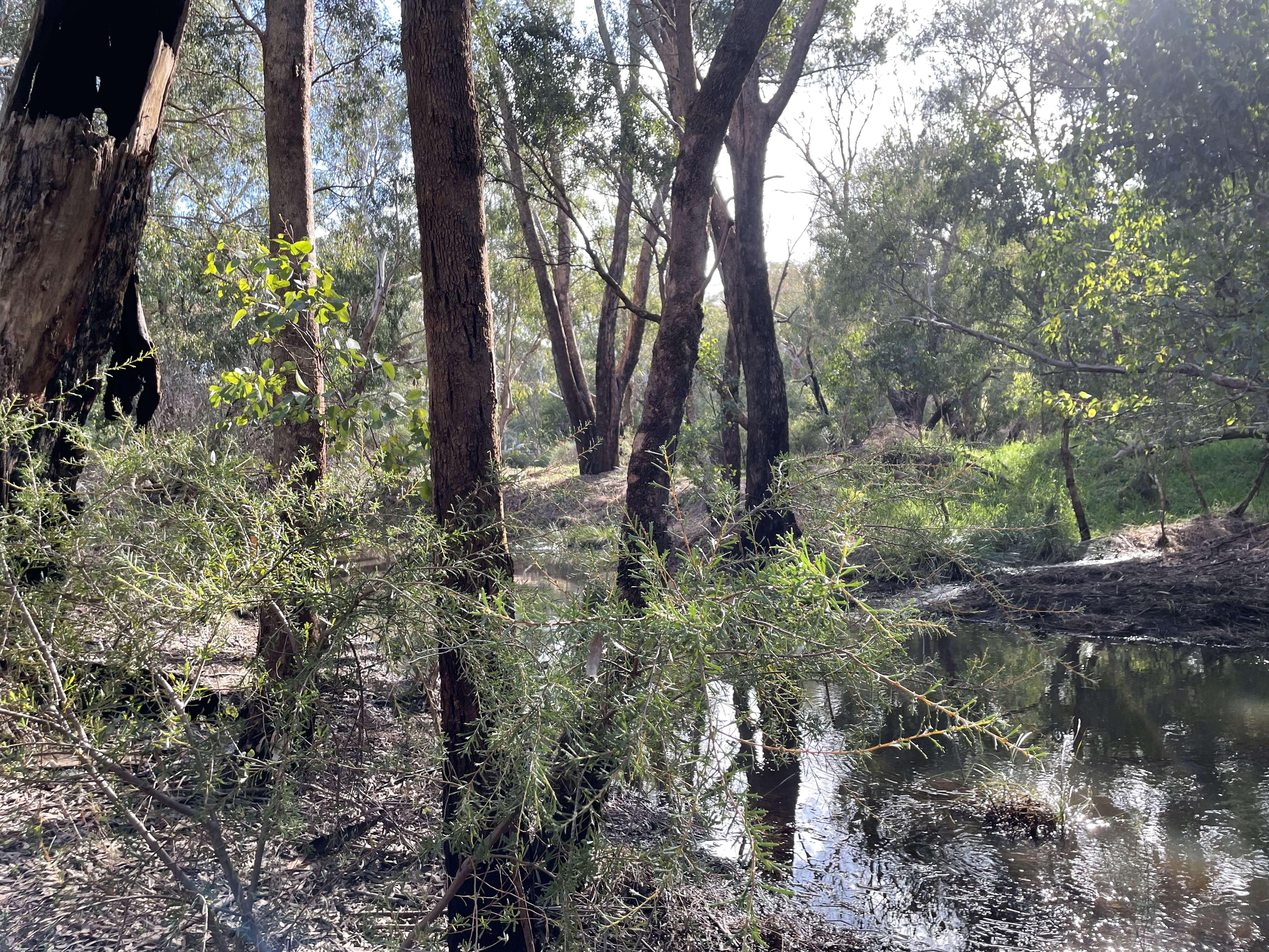 The Helena River (Mandoon Bilya)
