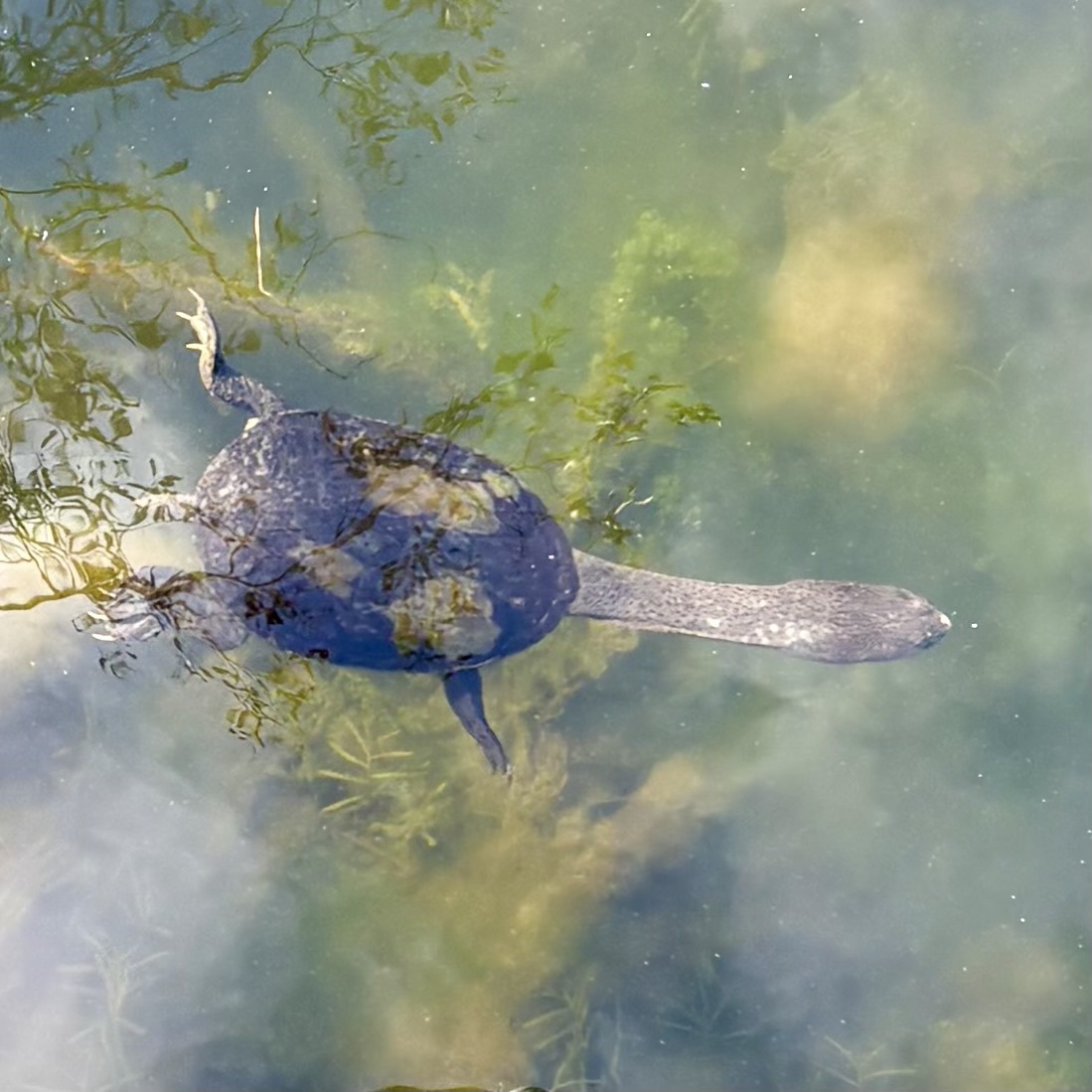 Snake Necked Turtles at Coal Dam Park