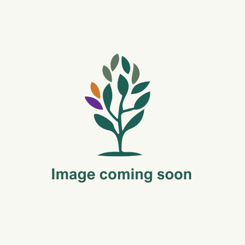 Image coming soon 1