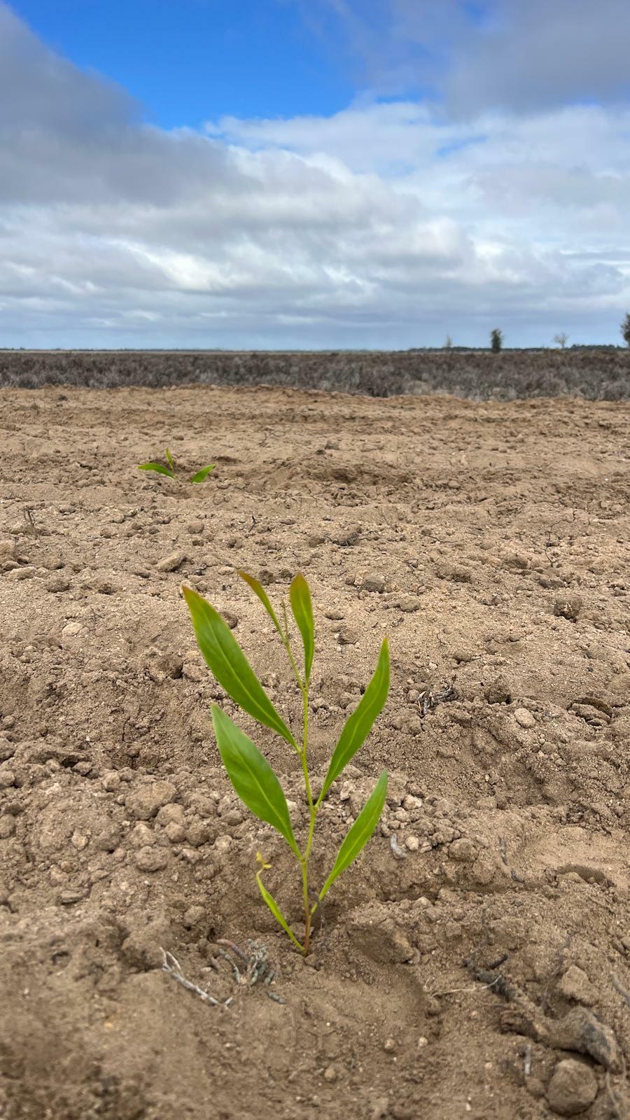 Planting acacia sp Wagin May 2025