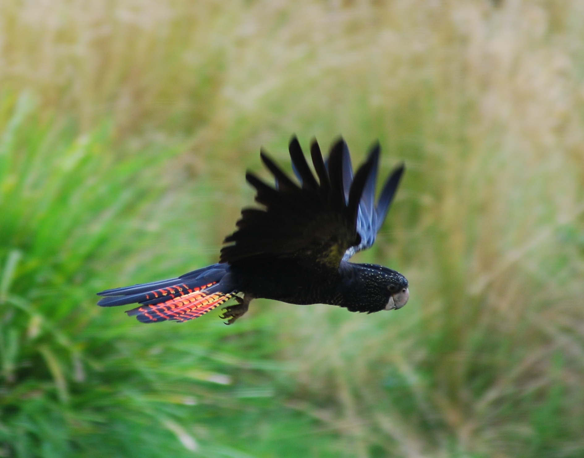 Red tailed Black Cockatoo in flight