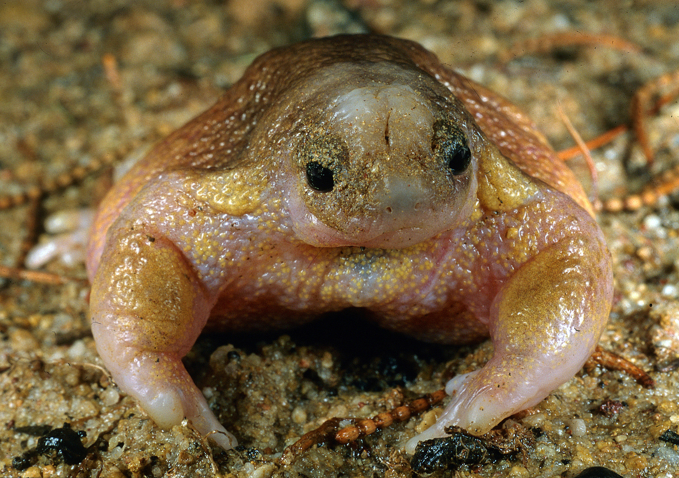 Native Frogs are essential to healthy ecosystems