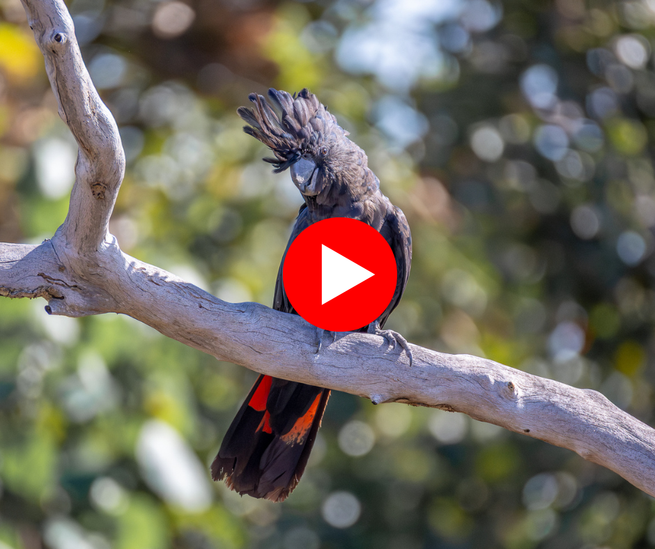 black cockatoos