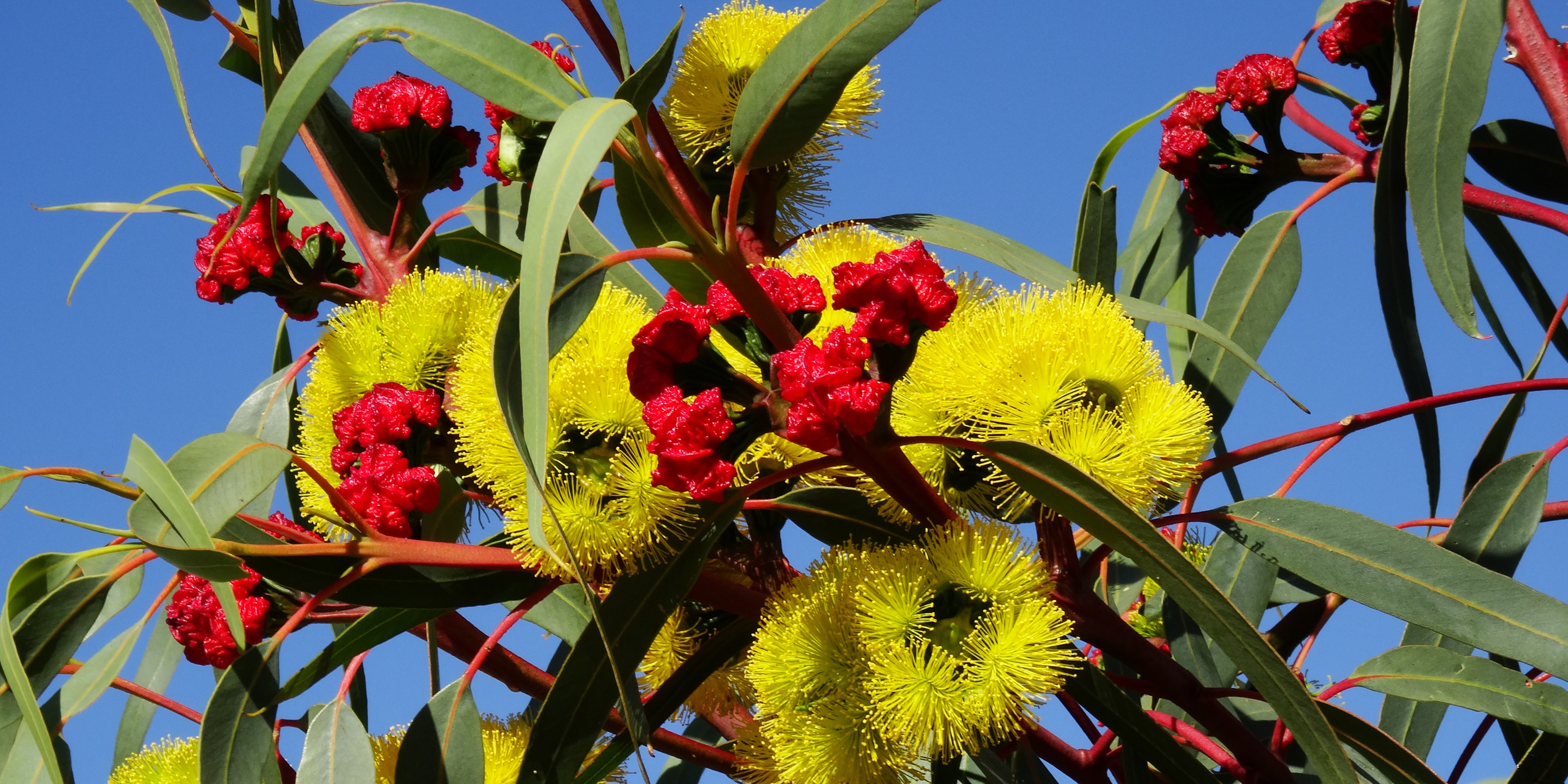 White We Are Hiring Instagram Post Facebook Post Banner Landscape