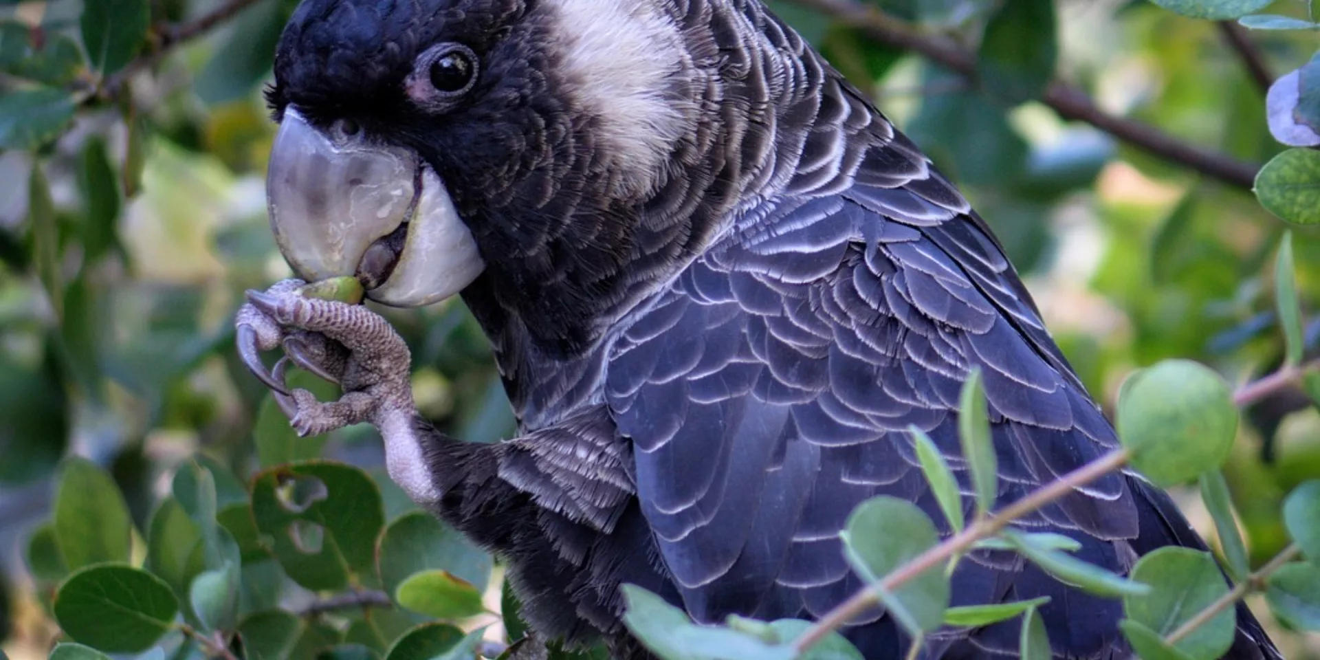 Cockatoo 6567862 1280