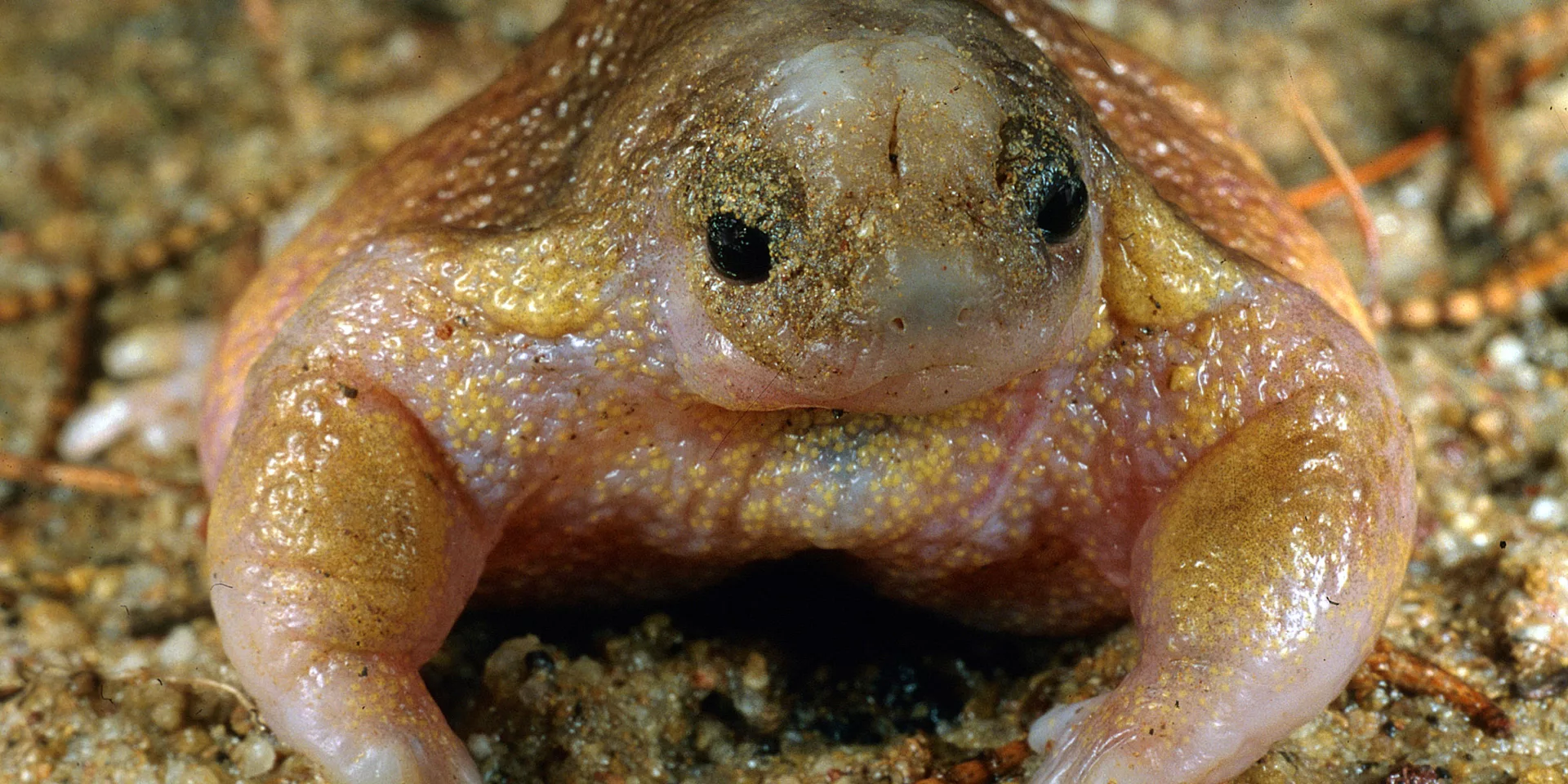 Native Frogs are essential to healthy ecosystems