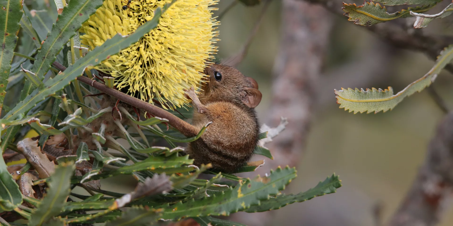 Honey Possum Cheynes Beach Copy
