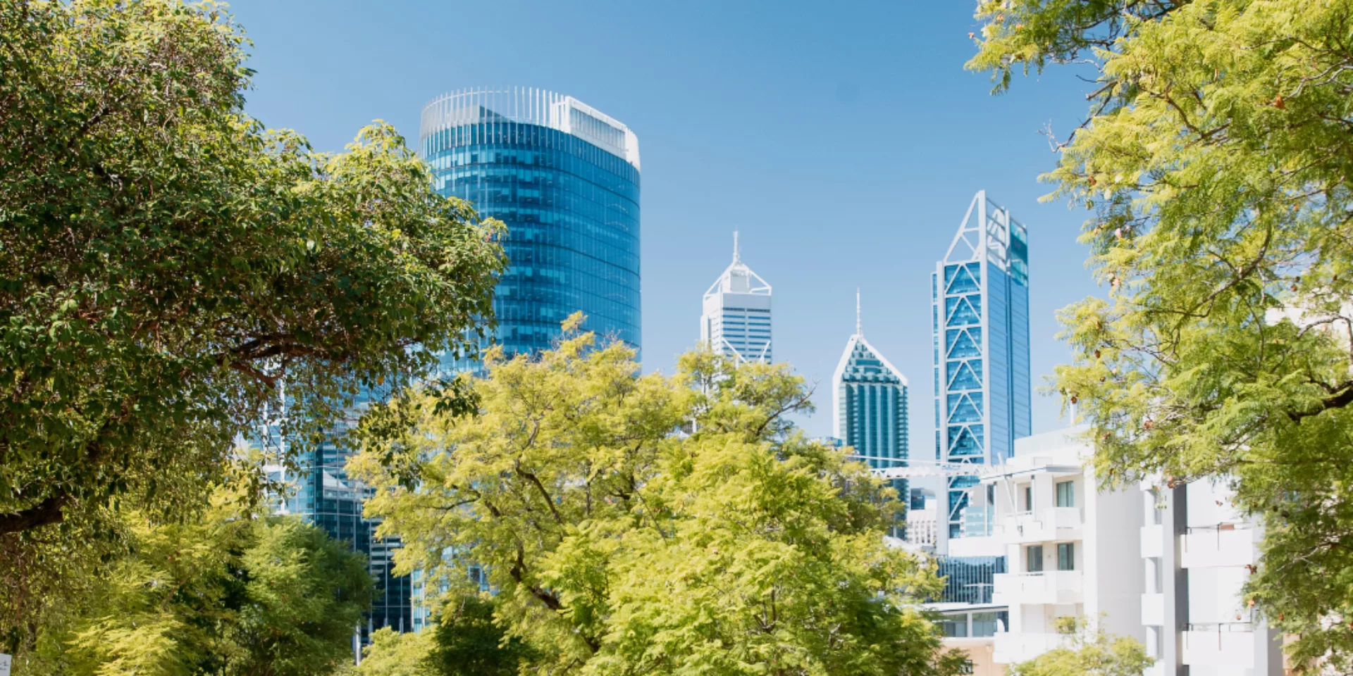 Canopy trees heatwave