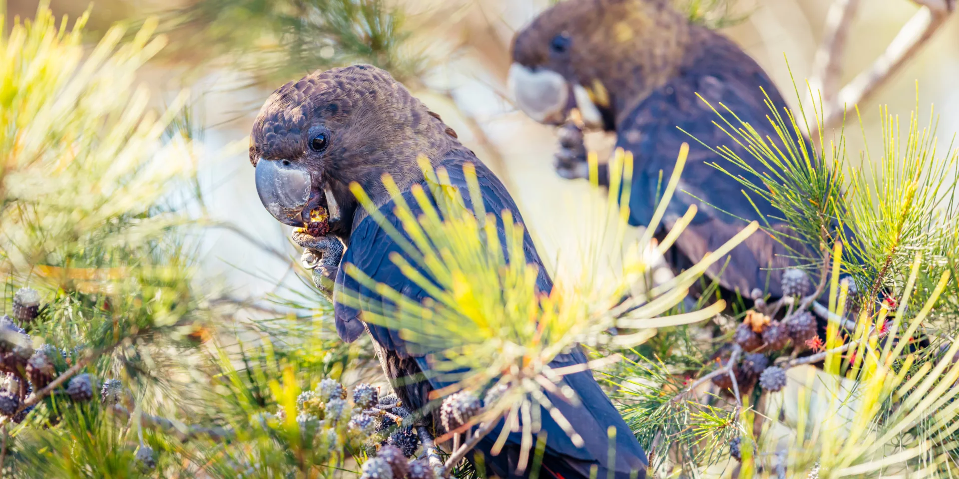 Black cockatoos banner1