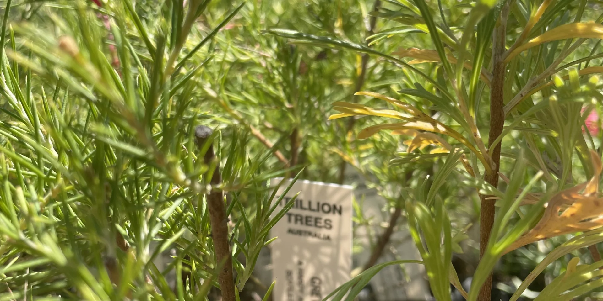 Trillion trees seedlings