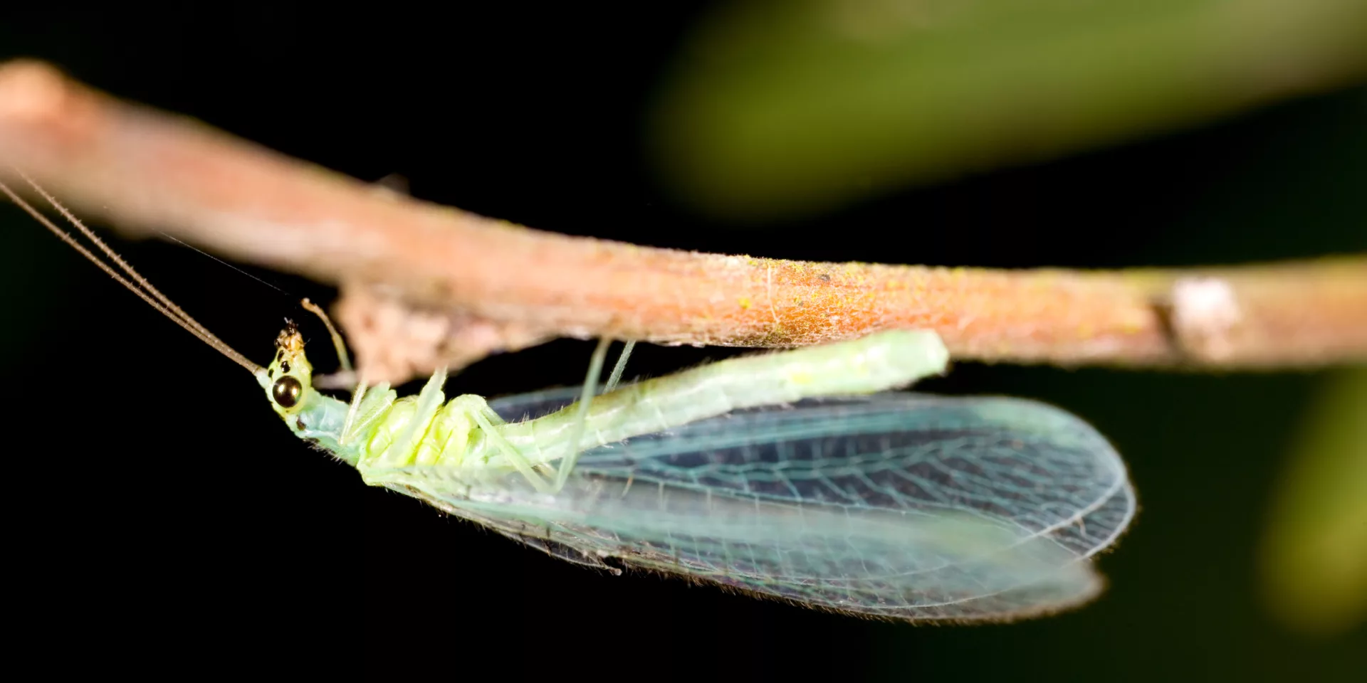 Lacewing