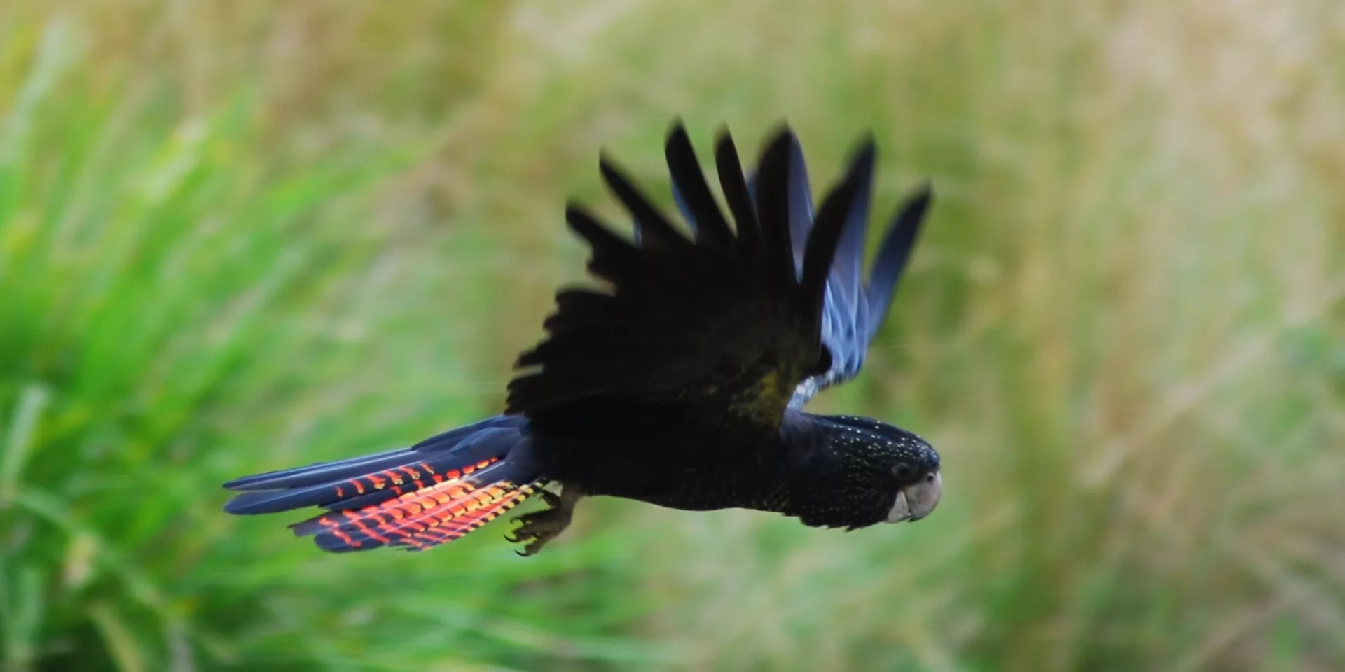 Red tailed Black Cockatoo in flight