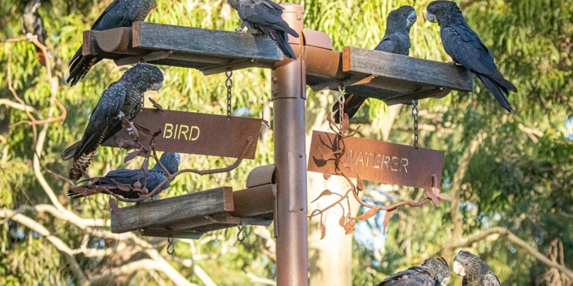 Black cockatoos at water trough