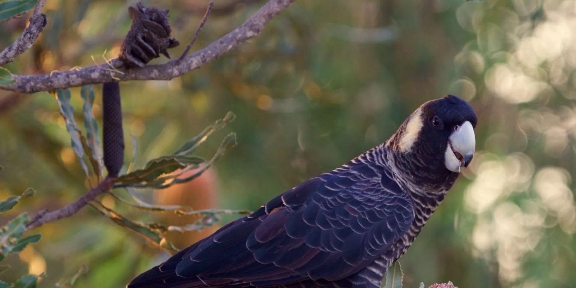 Carnabys Black Cockatoo C John Blakey 2016 birdlifephotography org au
