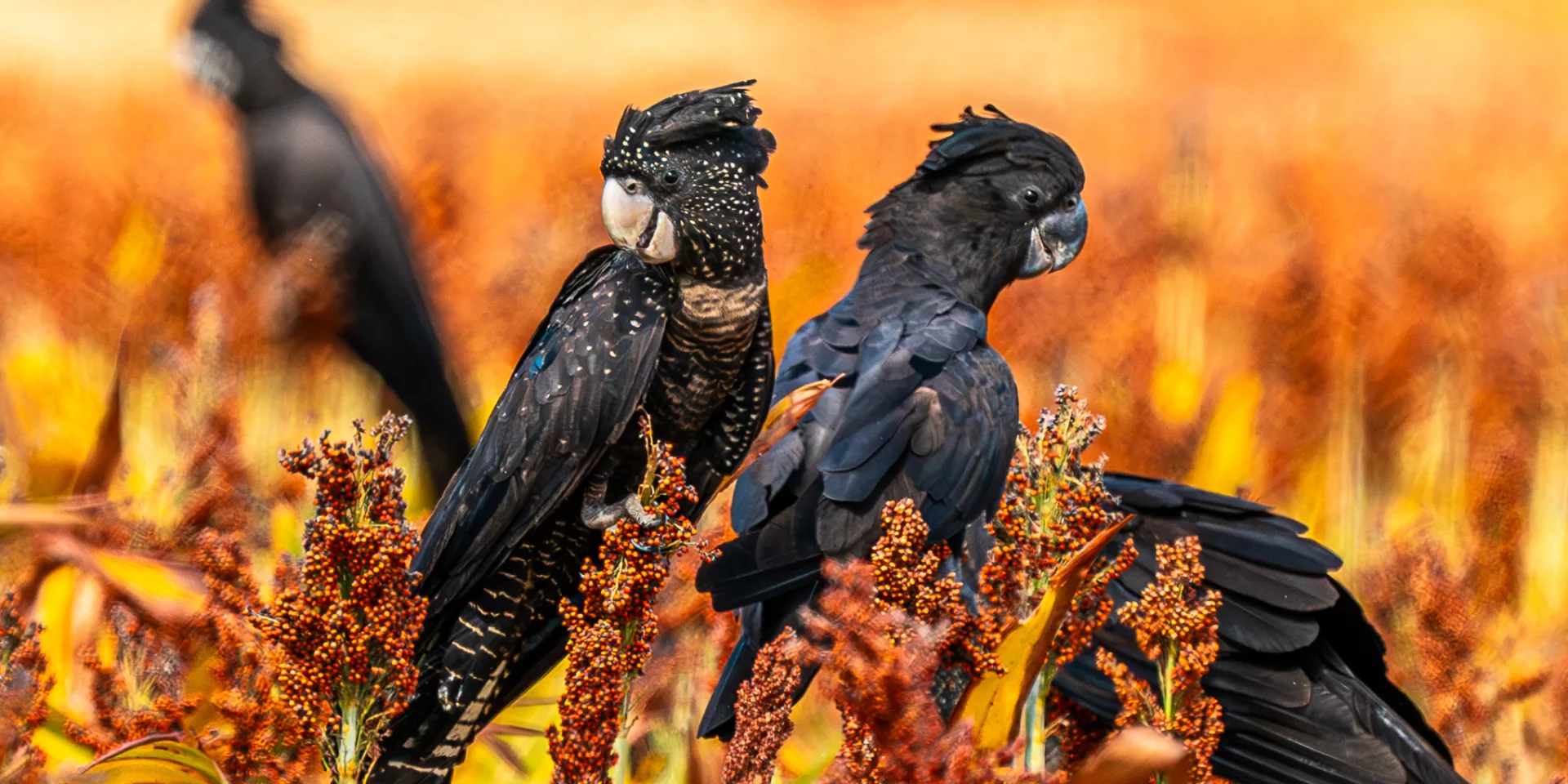 Cockatoos credit Georgina Barbour 2024