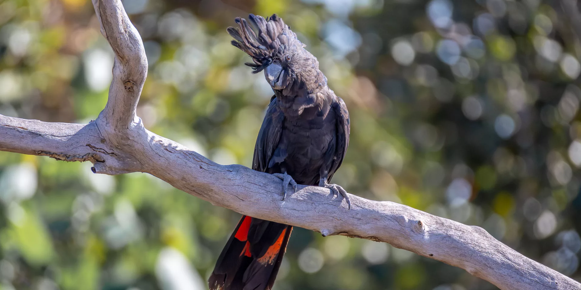Cockatoo angela farnsworth 2025