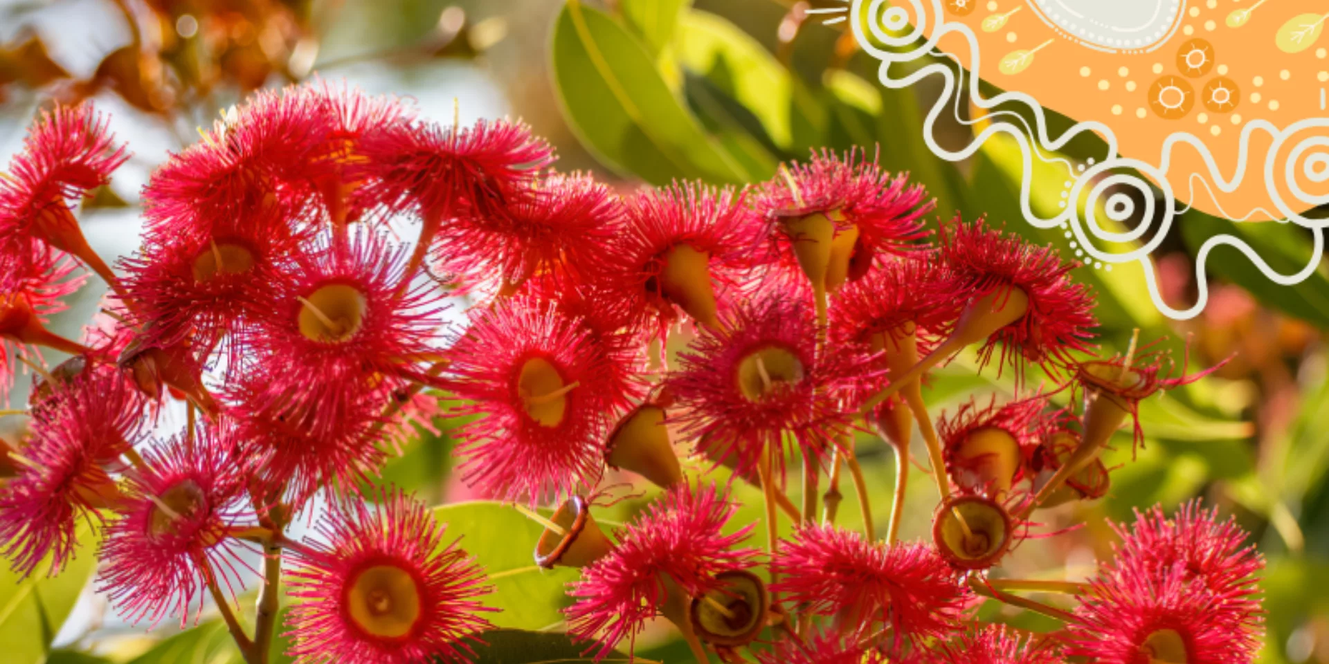 Noongar six seasons 800 x 450 px