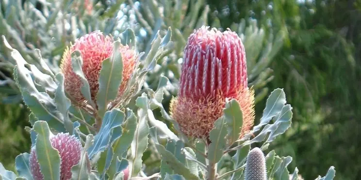 BANKSIA 2