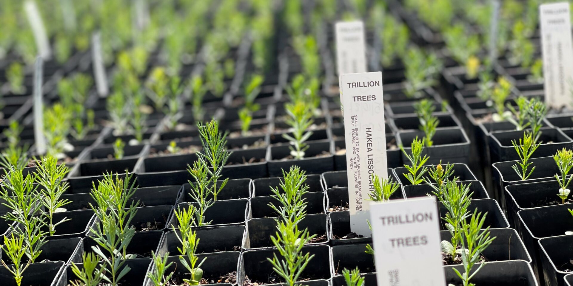 Seedlings