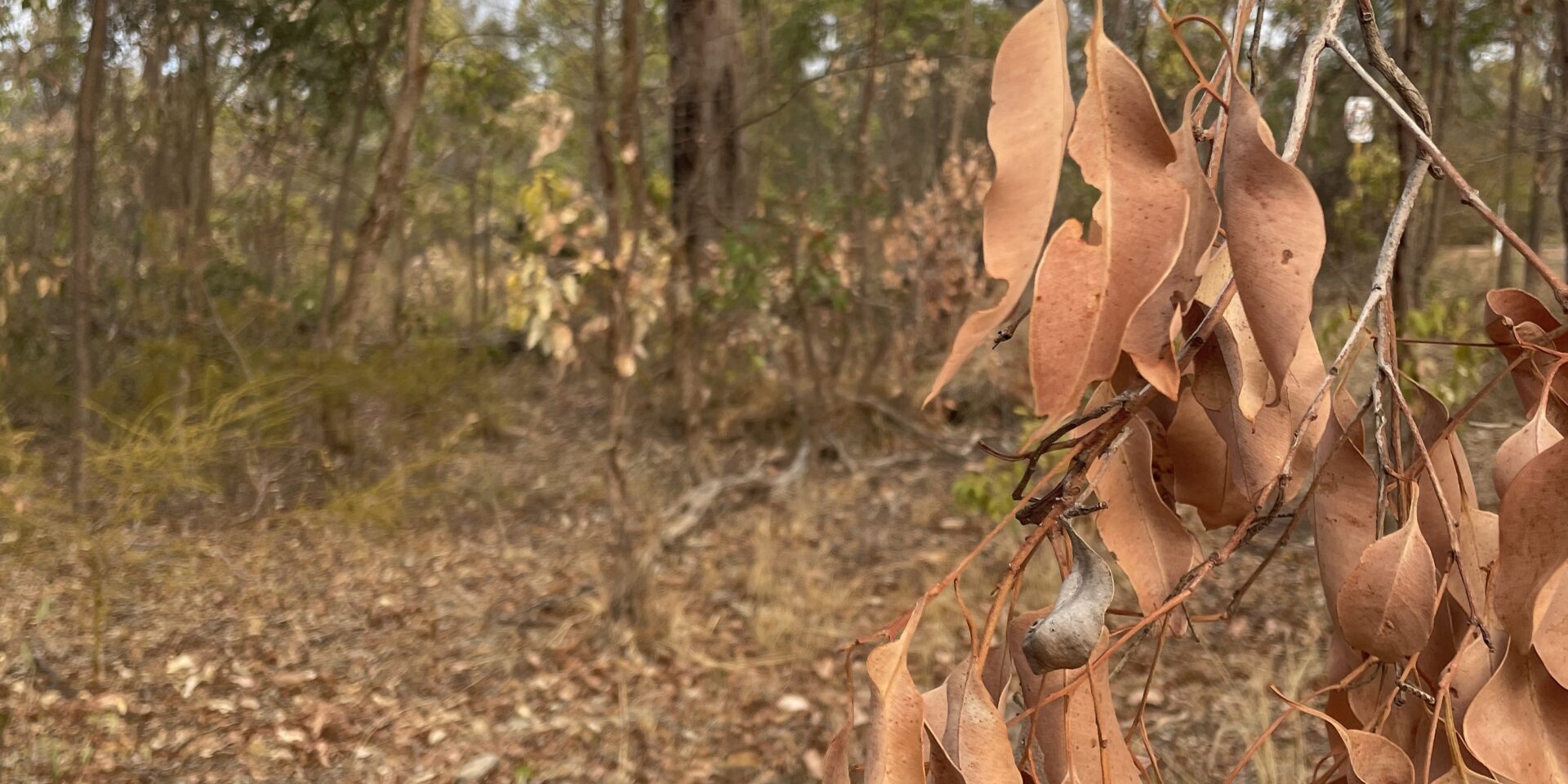 Dead leaves