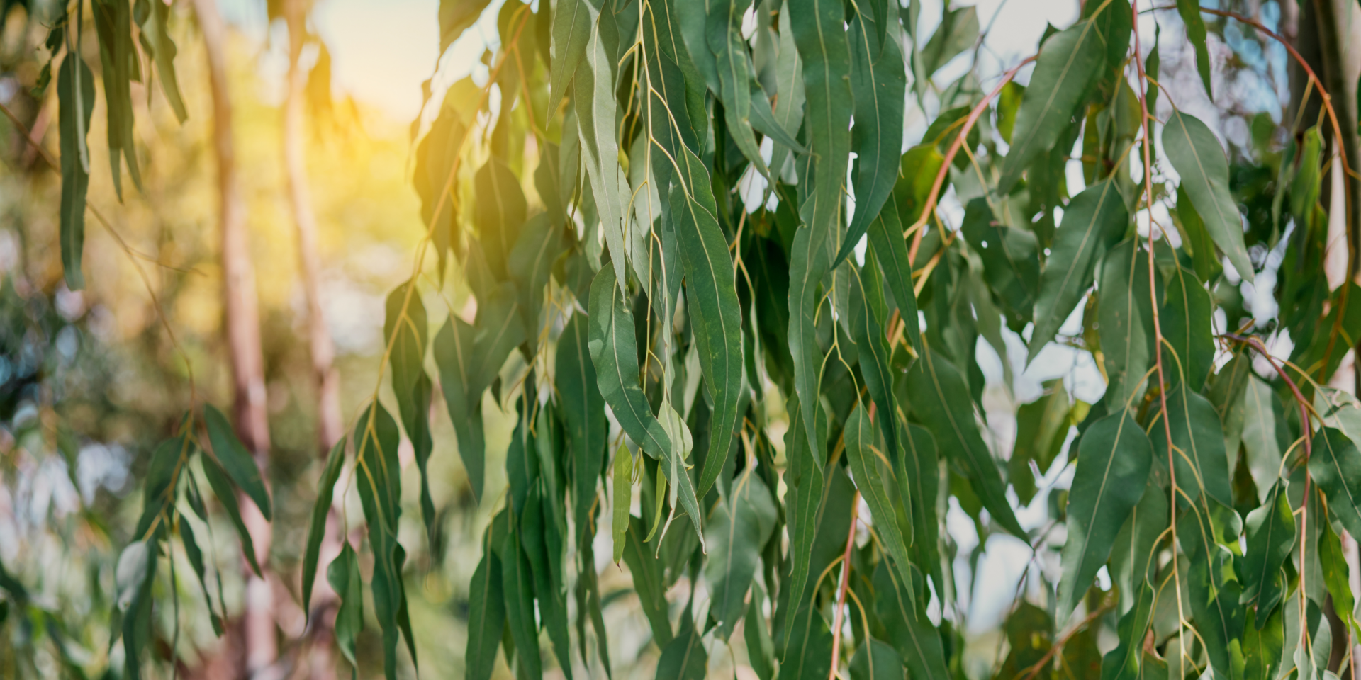 Eucalyptus banner