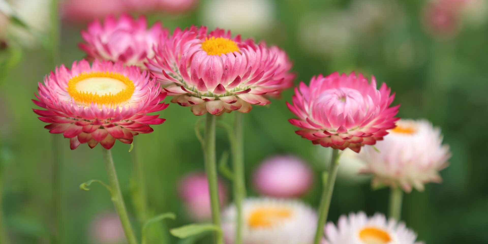 Everlasting daisies