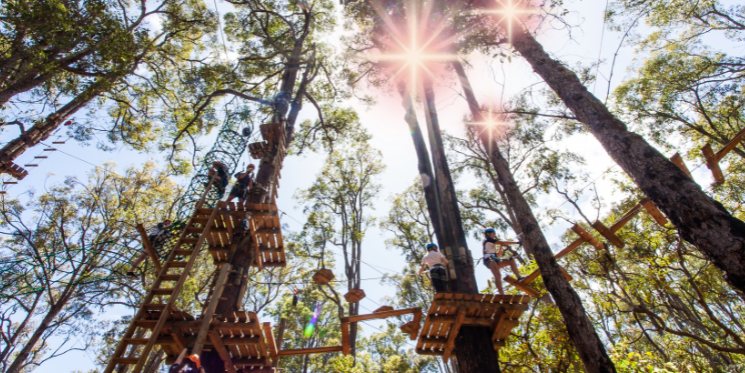 Treetops challenge 1