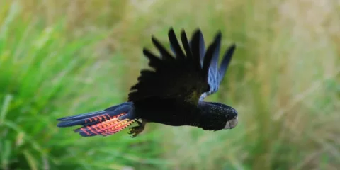 Red tailed Black Cockatoo in flight