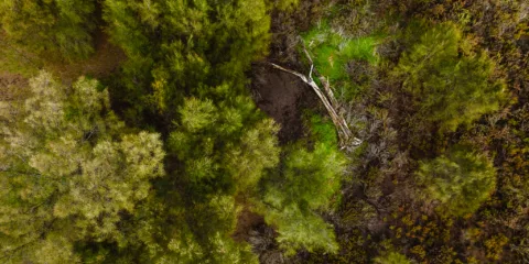 0101 TRILLIONTREES BASEIMAGERY