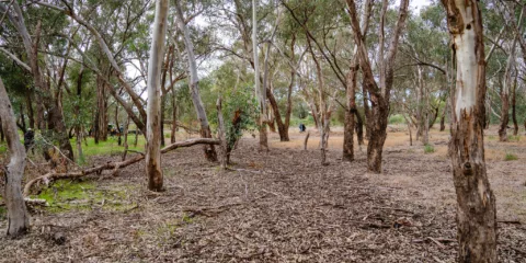 0192 TRILLIONTREES BASEIMAGERY