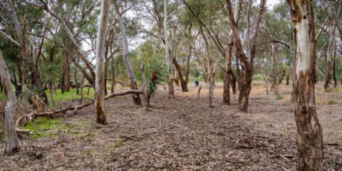 0192 TRILLIONTREES BASEIMAGERY