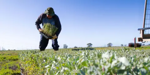 Activate planting 1