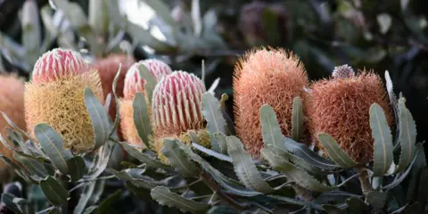 Banksia 1 1
