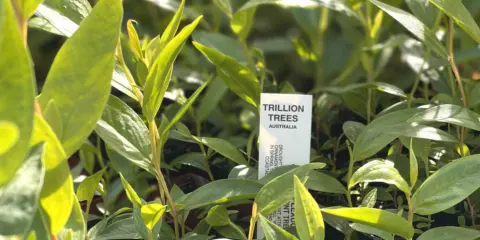 Trillion trees 20