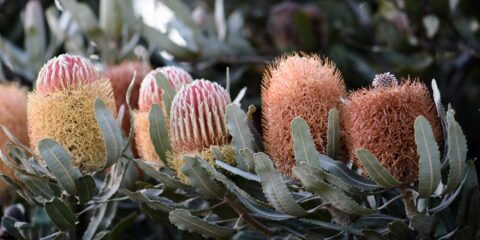 Banksia 1 1