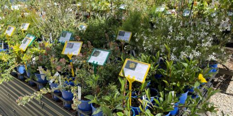 Nursery 2022