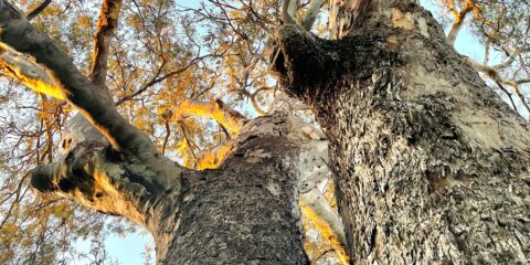 Tree guildford