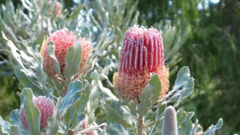 BANKSIA 2