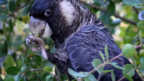 Cockatoo 6567862 1280