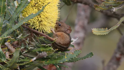 Honey Possum Cheynes Beach Copy