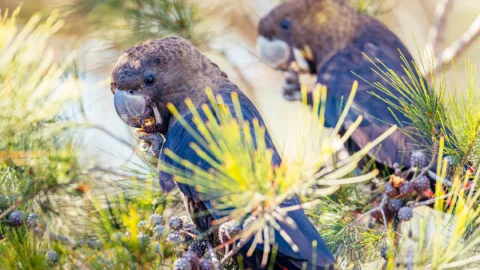 Black cockatoos banner1